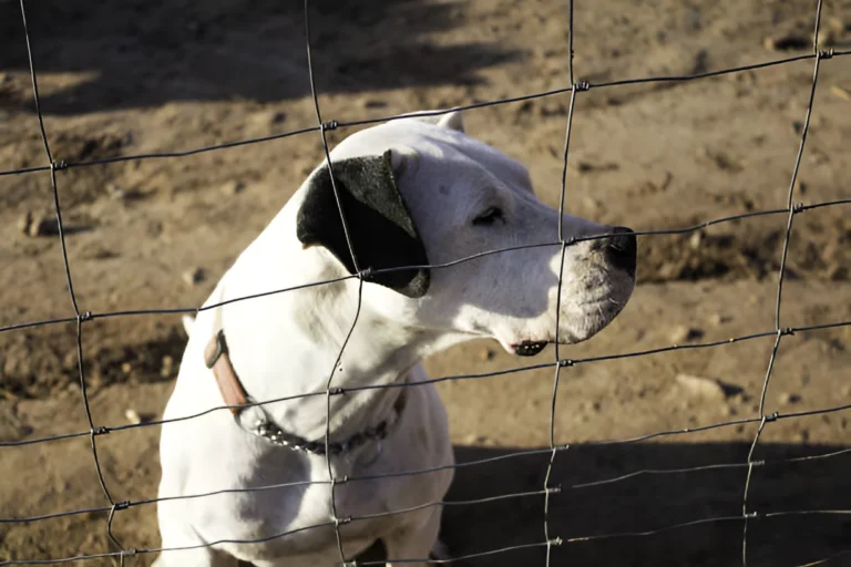 How Do Dogs Identify Intruders