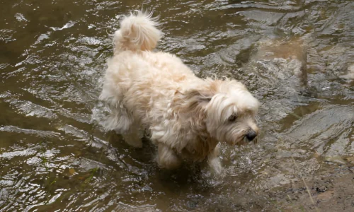 How Do I Keep My Dog Out of My Small Pond?