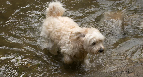 How Do I Keep My Dog Out of My Small Pond?