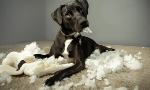 How Do I Protect My Carpet from My Dog? Tips