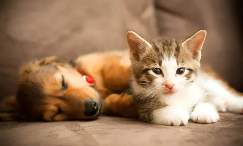 How Do I Teach My Dog to Be Gentle with Kittens?