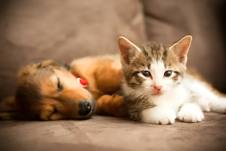 How Do I Teach My Dog to Be Gentle with Kittens