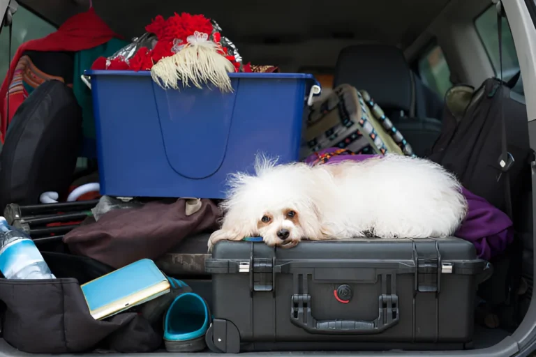 How Do You Carry a Dog While Backpacking