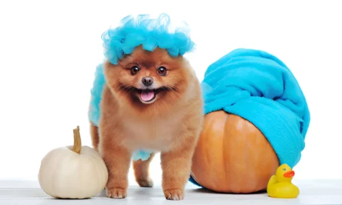 How Do You Make a Loofah Costume for a Dog?