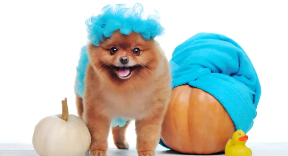 How Do You Make a Loofah Costume for a Dog?