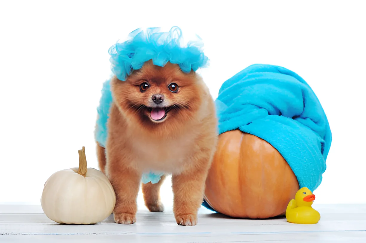 How Do You Make a Loofah Costume for a Dog