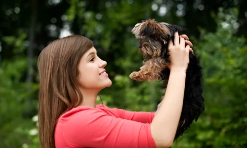 How Do You Pick Up a Yorkie? Comfortable Way