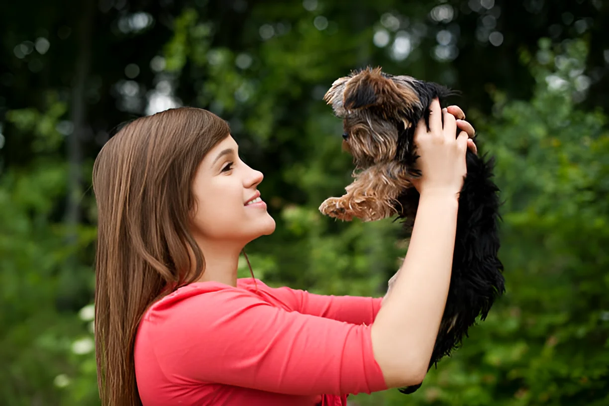 How Do You Pick Up a Yorkie