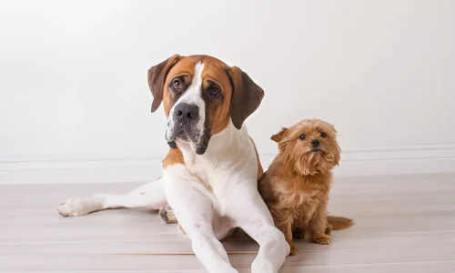 How Do You Teach a Big Dog to Be Gentle with a Little Dog?