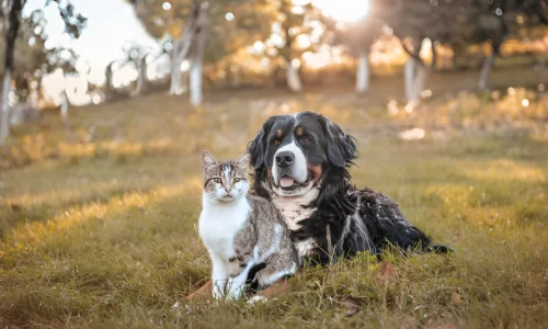 How Do You Tell If a Dog Will Be Good with Cats?