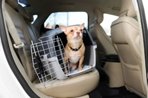 Do Dogs Have to Be in a Carrier in a Car