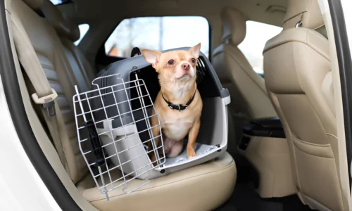 Do Dogs Have to Be in a Carrier in a Car? Yes