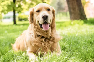 How Do You Tire Out a Golden Retriever