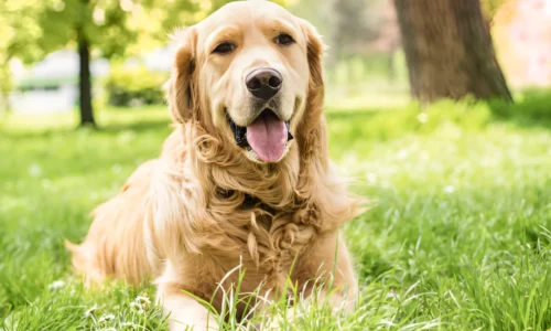 How Do You Tire Out a Golden Retriever? Tips & Tricks