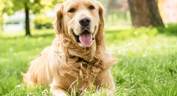 How Do You Tire Out a Golden Retriever? Tips & Tricks