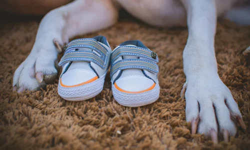 How Long Can You Leave Dog Booties On? Your Answer