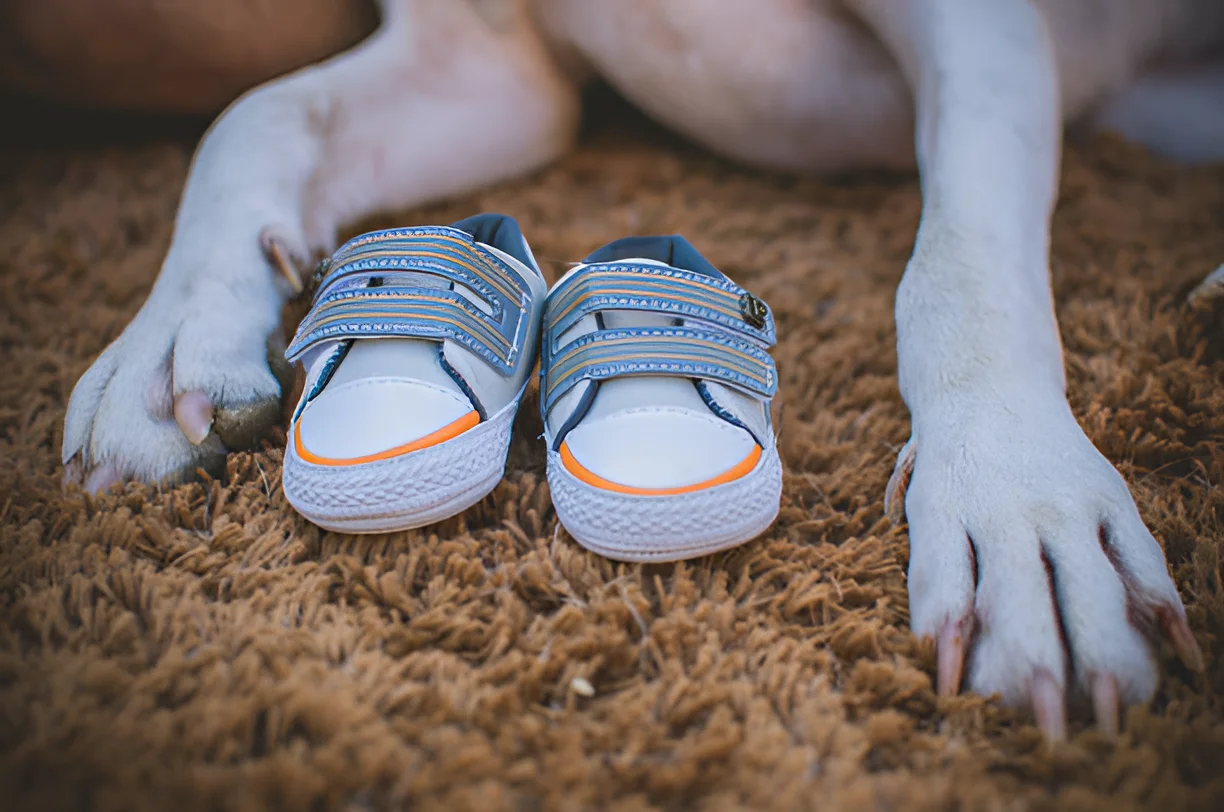 How Long Can You Leave Dog Booties On