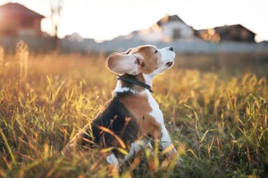 How Long Do Golden Beagles Live