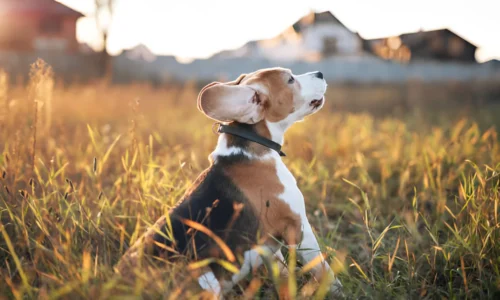 How Long Do Golden Beagles Live? Your Answer