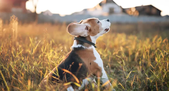 How Long Do Golden Beagles Live? Your Answer