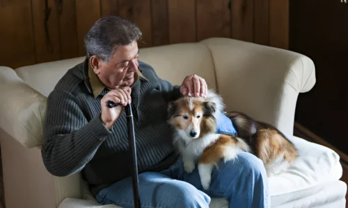 How Long Does It Take to Train a Dog to Be a Therapy Dog?