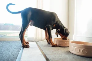 How Many Cups of Dog Food Should a Doberman Eat a Day