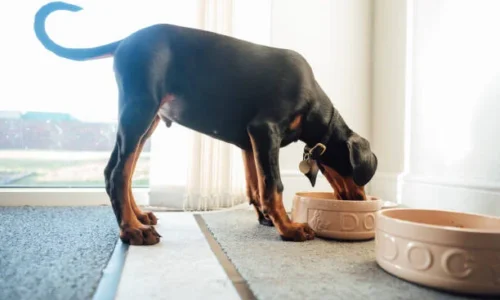 How Many Cups of Dog Food Should a Doberman Eat a Day?