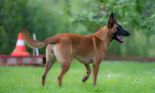 How Many Walks Does a Belgian Malinois Need?