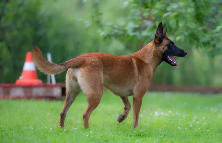 How Many Walks Does a Belgian Malinois Need