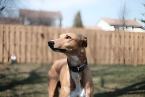 How Much Should You Feed a Retired Greyhound