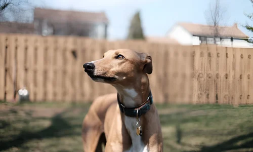 How Much Should You Feed a Retired Greyhound?