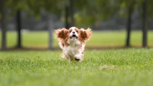 How Much Space Does a Dog Need to Run Explained