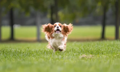 How Much Space Does a Dog Need to Run? Explained