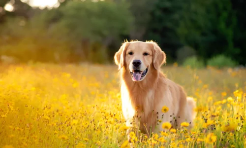 How Much Time Do You Need to Spend with a Golden Retriever?