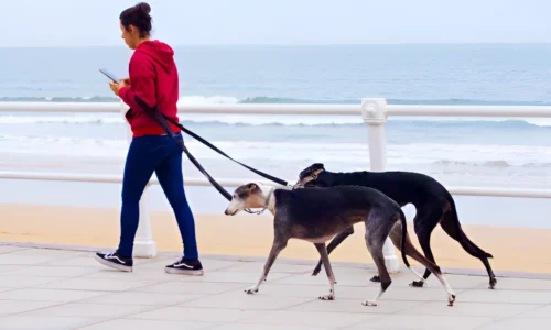 How Much Walking a Day Does a Greyhound Need?