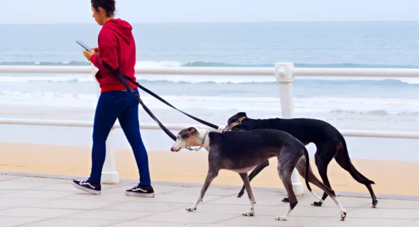 How Much Walking a Day Does a Greyhound Need?