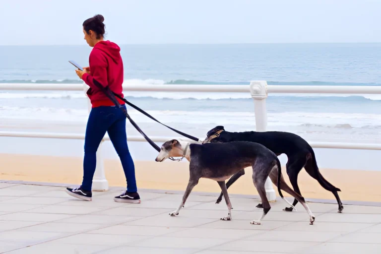 How Much Walking a Day Does a Greyhound Need