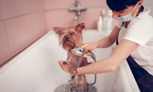 How Often Should a Yorkshire Terrier Be Bathed?