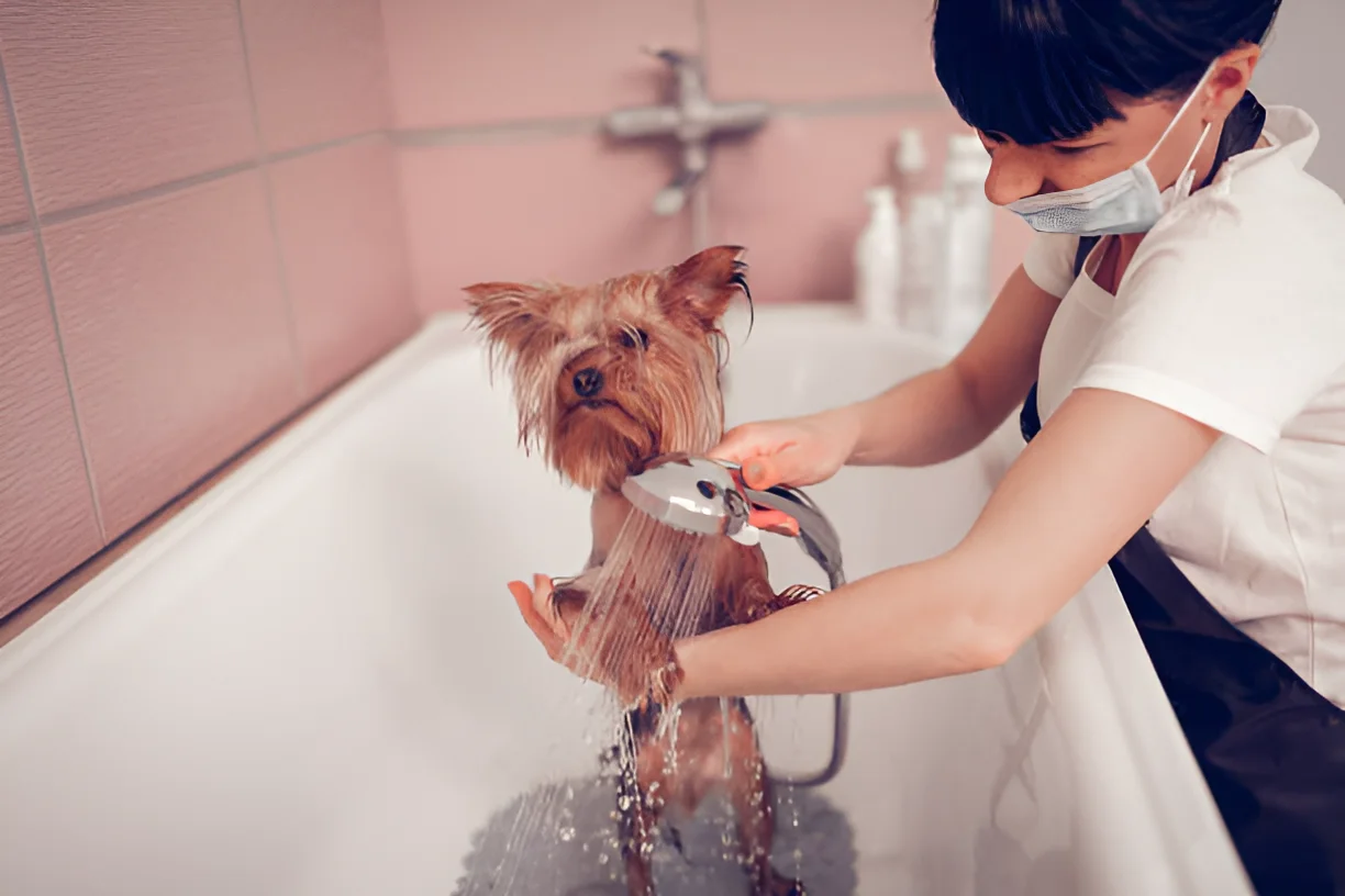 How Often Should a Yorkshire Terrier Be Bathed