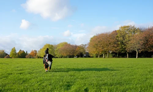 How Old Does a Dog Have to Be to Use an Invisible Fence?