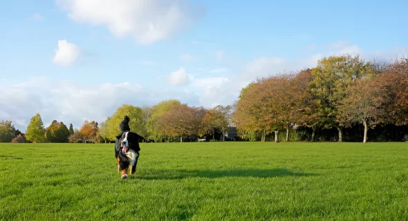 How Old Does a Dog Have to Be to Use an Invisible Fence?