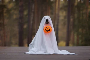 How to Make a Ghost Costume for a Golden Retriever