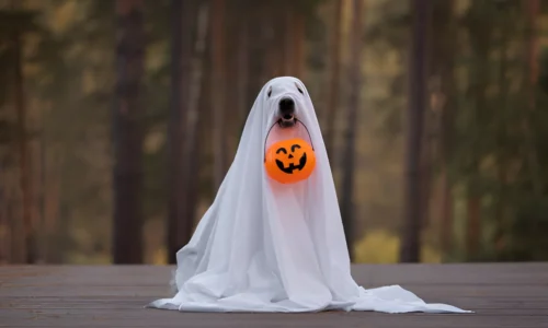 How to Make a Ghost Costume for a Golden Retriever