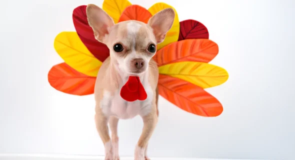 How to Make a Turkey Costume for a Dog (Guide)