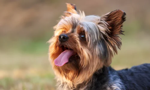 How to Stop Your Yorkie from Barking at Everything