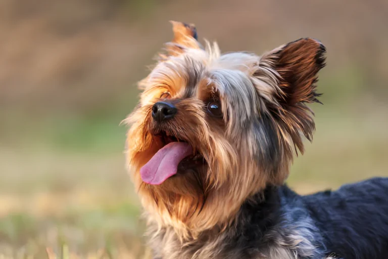 How to Stop Your Yorkie from Barking at Everything