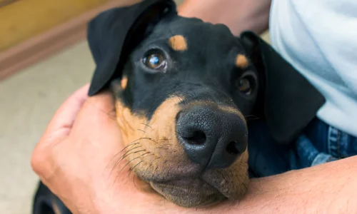 Is Doberman a One Man Dog? Yes (Reason Explained)