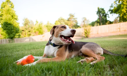 Is It OK to Leave a Dog in a Fenced Yard? Your Answer