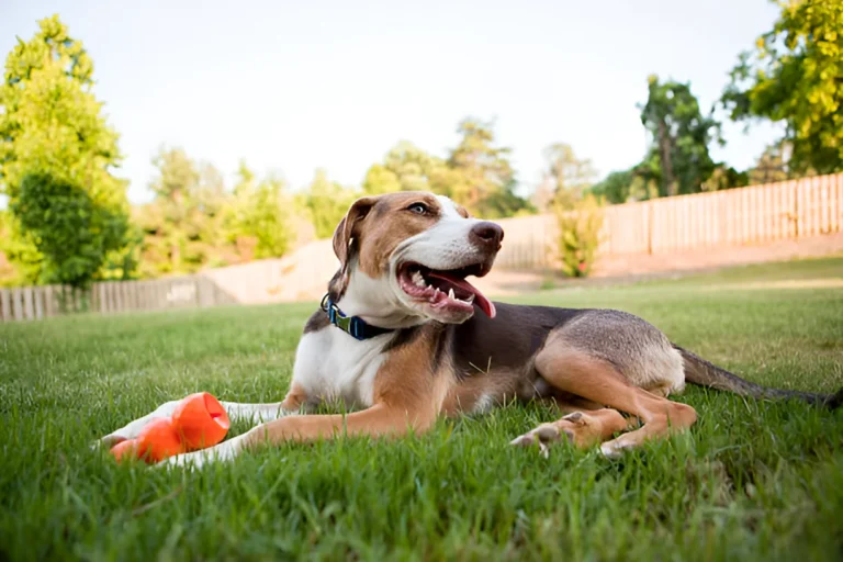 Is It OK to Leave a Dog in a Fenced Yard