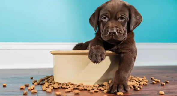 Is Pedigree a Good Dog Food Brand? Your Answer